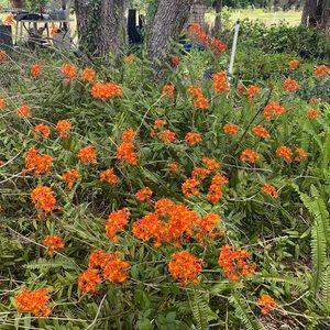 Air Plant Orchid Epidendrum ground orchid